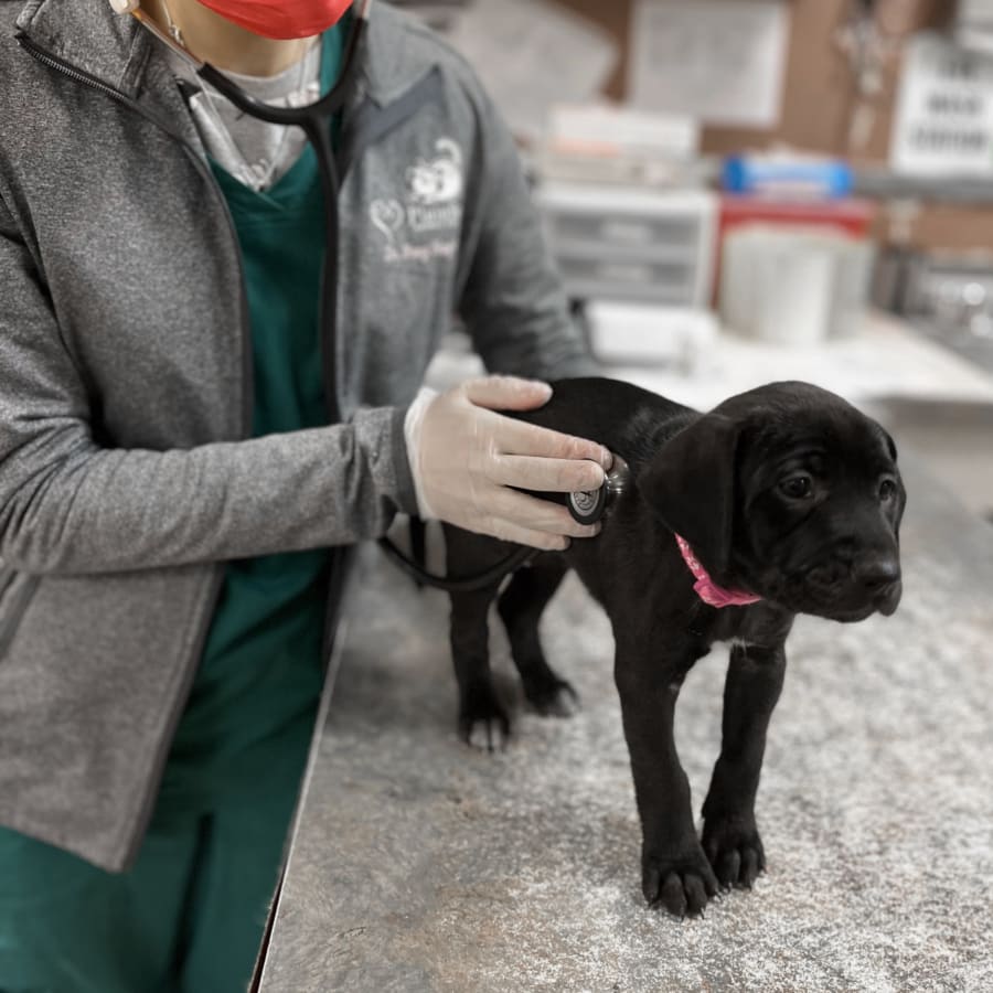 Pet Checkup in South Plainfield