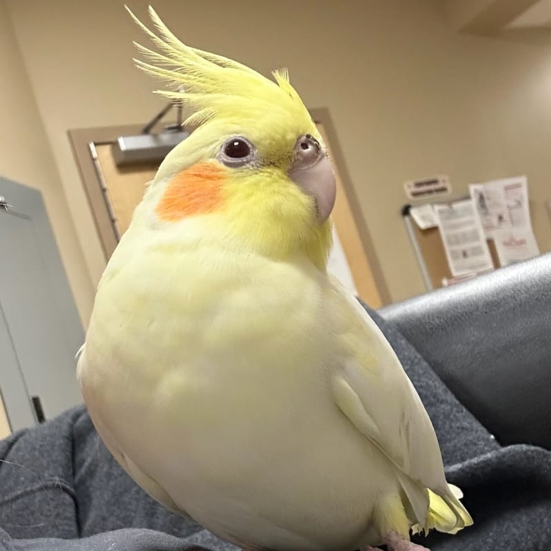 Avian & Exotic Pet Services, South Plainfield Veterinarians