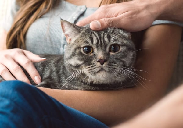 Specialists | Plainfield Animal Hospital | South Plainfield Speciality & Emergency Vet