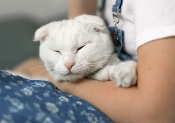 Specialists | Plainfield Animal Hospital | South Plainfield Speciality & Emergency Vet