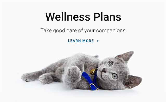 Learn How Pet Wellness Plans Save Money